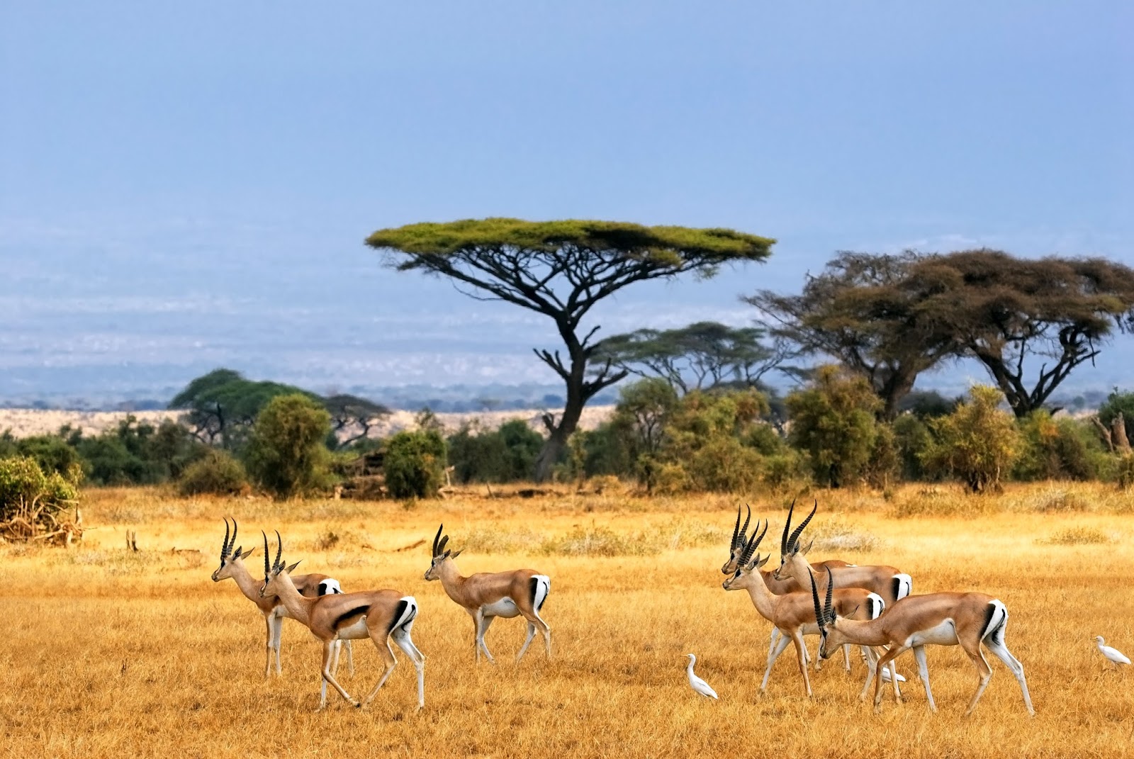 Keindahan Taman Nasional Baluran: Afrika-nya Indonesia